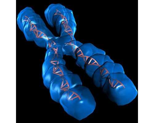 高龄女性做三代供卵试管婴儿的优势与风险解析