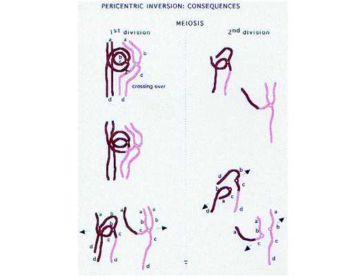 朝阳医院能否进行三代试管？代生代怀技术解析